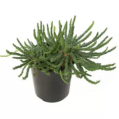 Эуфорбия фланагани - Euphorbia flanaganii D19 H20