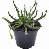Эуфорбия фланагани - Euphorbia flanaganii D15 H20
