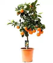 Каналикулата - Citrus Canaliculata D22 H80