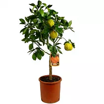 Каналикулата - Citrus Canaliculata D21 H70