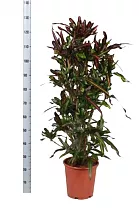 Кодиеум Мамми - Codiaeum Mammy D30 H130