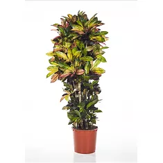 Кодиеум Миссис Айстон - Codiaeum Mrs Iceton D30 H150