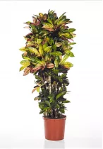 Кодиеум Миссис Айстон - Codiaeum Mrs Iceton D30 H150