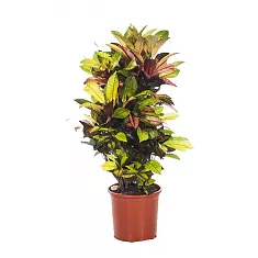 Кодиеум Миссис Айстон - Codiaeum Mrs Iceton D24 H100