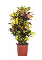 Кодиеум Миссис Айстон - Codiaeum Mrs Iceton D24 H100