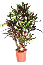 Кодиеум Мамми - Codiaeum Mammy D25 H90