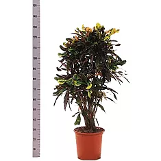 Кодиеум Мамми - Codiaeum Mammy D32 H135