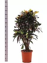 Кодиеум Мамми - Codiaeum Mammy D32 H135