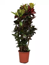 Кодиеум Петра - Kodieum Varigatum Petra D30 H200