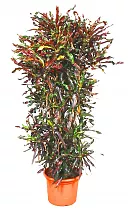 Кодиеум Мамми - Codiaeum Mammy D35 H150