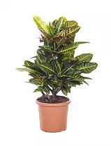 Кодиеум Петра - Kodieum Varigatum Petra D17 H70