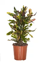 Кодиеум Мамми - Codiaeum Mammy D25 H70