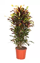 Кодиеум Мамми - Codiaeum Mammy D25 H100