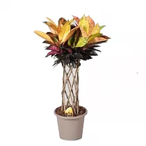 Кодиеум Миссис Айстон цилиндр - Codiaeum MRS ICETON KOKER IN DECO D25 H120