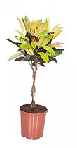 Кодиеум Миссис Айстон штамб - Codiaeum MRS ICETON KOKER IN DECO D25 H120