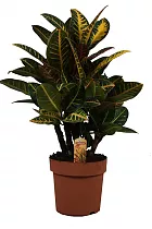 Кодиеум Петра - Kodieum Varigatum Petra D20 H80