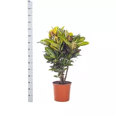 Кодиеум Петра - Kodieum Varigatum Petra D22 H110