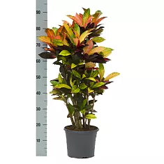 Кодиеум Миссис Айстон - Codiaeum Mrs Iceton D24 H90