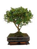 Бонсай Падуб, Дуб каменный, илекс - Bonsai Quercus ilex D18 H30