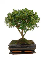 Бонсай Падуб (илекс/ilex) — Дуб каменный D18 H30