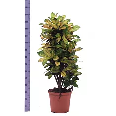 Кодиеум Миссис Айстон - Codiaeum Mrs Iceton D28 H140
