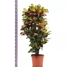 Кодиеум Миссис Айстон - Codiaeum Mrs Iceton D30 H180