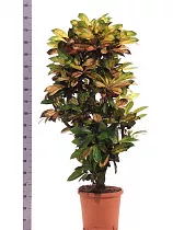 Кодиеум Миссис Айстон D180 H30