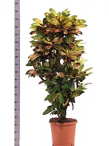 Кодиеум Миссис Айстон - Codiaeum Mrs Iceton D35 H190