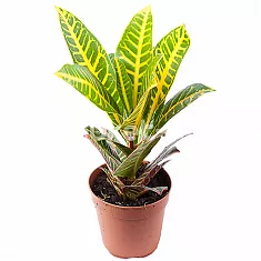 Кодиеум Петра - Kodieum Varigatum Petra D15 H50