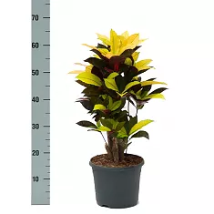 Кодиеум Миссис Айстон - Codiaeum Mrs Iceton D17 H70