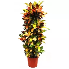 Кодиеум Миссис Айстон - Codiaeum Mrs Iceton  D35 H200