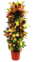 Кодиеум Миссис Айстон - Codiaeum Mrs Iceton  D35 H200