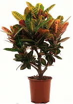 Кодиеум Вилма - Codiaeum Wilma D24 H80