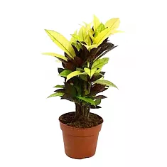 Кодиеум Миссис Айстон - Codiaeum Mrs Iceton D14 H50