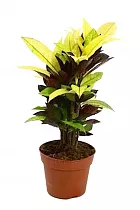 Кодиеум Миссис Айстон - Codiaeum Mrs Iceton D14 H50