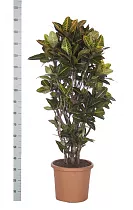 Кодиеум Петра - Kodieum Varigatum Petra D28 H160