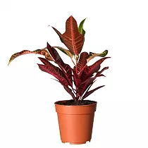 Кодиеум (кротон) Нервиа - Codiaeum Nervia D15 H50