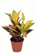 Кодиеум Вилма - Codiaeum Wilma D12 H20