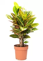 Кодиеум пестролистный Экселент - Codiaeum variegatum 'Excellent' D24 H70