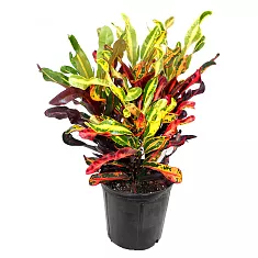 Кодиеум Мамми - Codiaeum Mammy D20 H50