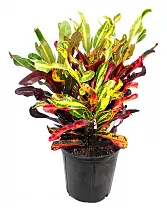 Кодиеум Мамми - Codiaeum Mammy D20 H50