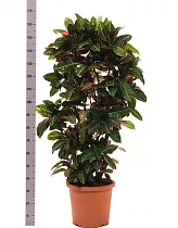 Кодиеум Петра - Kodieum Varigatum Petra D30 H170