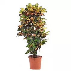 Кодиеум Миссис Айстон - Codiaeum Mrs Iceton D24 H80