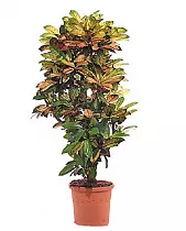 Кодиеум пестролистный Экселент - Codiaeum variegatum 'Excellent' D27 H120