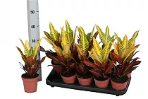 Кодиеум (кротон) Нервиа - Codiaeum Nervia D12 H40