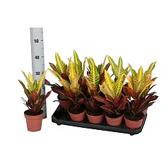 Кодиеум (кротон) Нервиа - Codiaeum Nervia D12 H40
