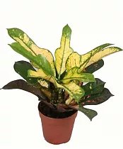 Кодиеум Вилма - Codiaeum Wilma D12 H30