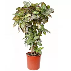 Кодиеум Петра - Kodieum Varigatum PetraD25 H130