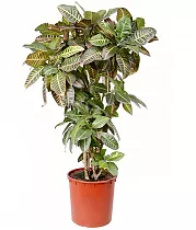 Кодиеум Петра - Kodieum Varigatum PetraD25 H130
