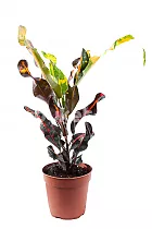 Кодиеум Мамми - Codiaeum Mammy D18 H40